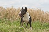 BULL TERRIER MINIATURE 028